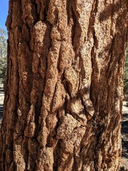 Pinus balfouriana