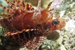 Dendrochirus brachypterus