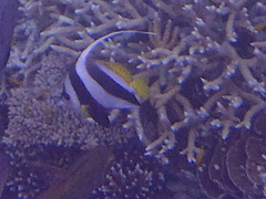 Heniochus acuminatus