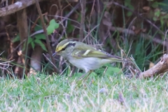 Phylloscopus proregulus