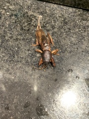 Gryllotalpa africana
