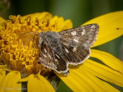 Schinia intermontana