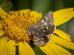 Schinia intermontana