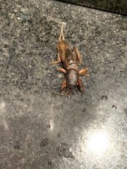 Gryllotalpa africana