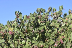 Arctostaphylos montereyensis