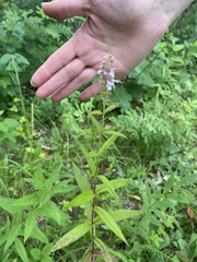 Stachys hispida