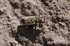 Neocicindela latecincta