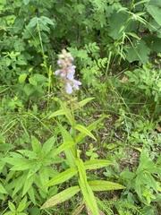 Stachys hispida