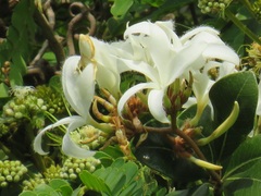 Ancylobothrys petersiana