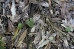 Corybas acuminatus