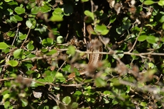 Oligosoma inconspicuum