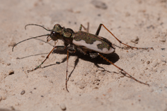 Neocicindela latecincta