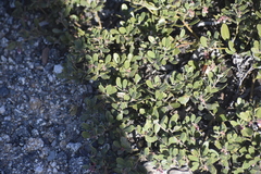 Arctostaphylos pumila