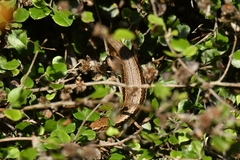 Oligosoma inconspicuum