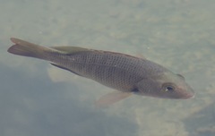 Lutjanus novemfasciatus