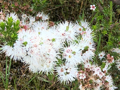 Myrtaceae