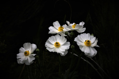 Ranunculus lyallii