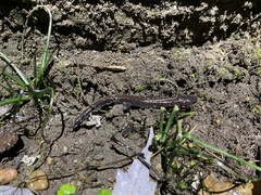 Plethodon dorsalis