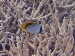 Chaetodon lineolatus