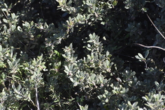 Arctostaphylos pumila
