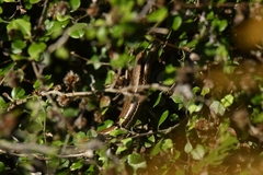 Oligosoma inconspicuum