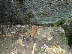 Plethodon dorsalis