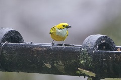 Tangara icterocephala