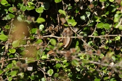 Oligosoma inconspicuum