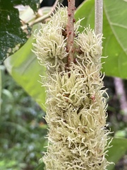 Mallotus mollissimus