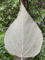 Mallotus mollissimus