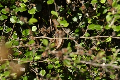 Oligosoma inconspicuum