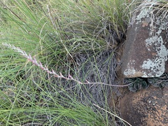Adromischus cristatus