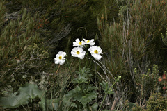 Ranunculus lyallii