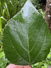 Mallotus mollissimus