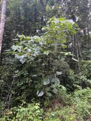 Mallotus mollissimus