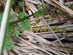 Epilobium pedunculare