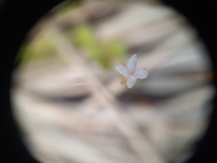Epilobium pedunculare