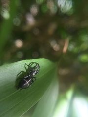 Herpyllinae