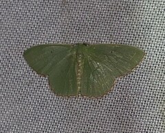 Nemoria lixaria