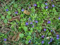 Lobelia erinus
