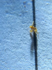 Pheidole straticeps