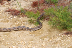 Pituophis melanoleucus melanoleucus