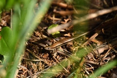 Oligosoma inconspicuum