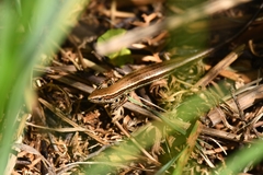 Oligosoma inconspicuum