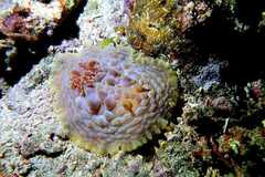 Asteronotus cespitosus