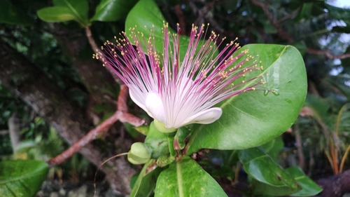 Barringtonia asiatica observed 2022-12-31