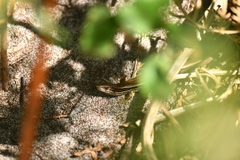 Oligosoma inconspicuum