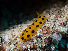 Phyllidia polkadotsa