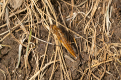 Crocothemis