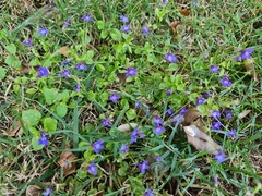 Lobelia erinus